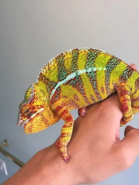 hybrid panther chameleons for sale
