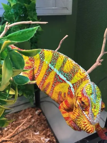 Designer Cross Panther Chameleon - Image 11