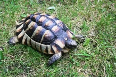 Marginated tortoise - Image 2