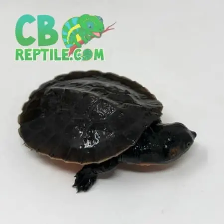 Pink belly Snapping Turtle