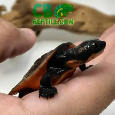 Pink Belly Snapping turtle for sale