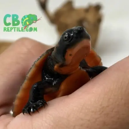 baby Pink Belly Snapping turtle