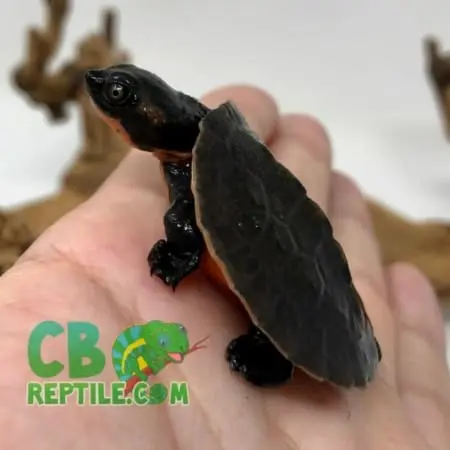 Pink Belly Snapping turtle for sale