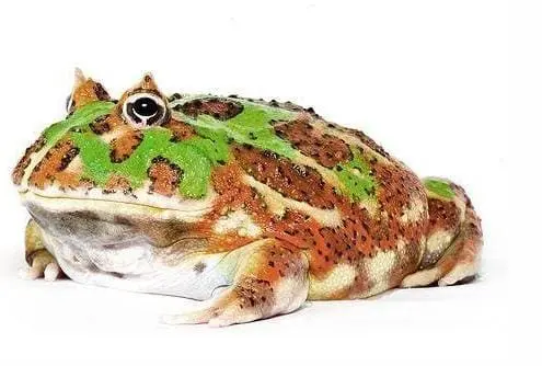 camo pacman frog