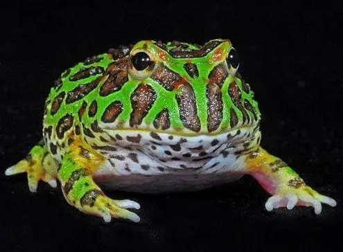 green pacman frog for sale