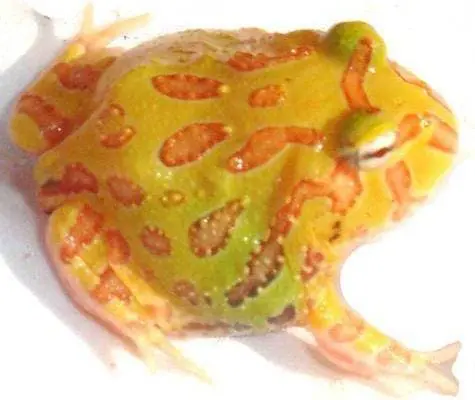 lemon albino pacman frog for sale