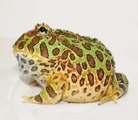 pacman frog for sale