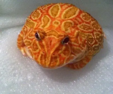 strawberry pacman frog for sale