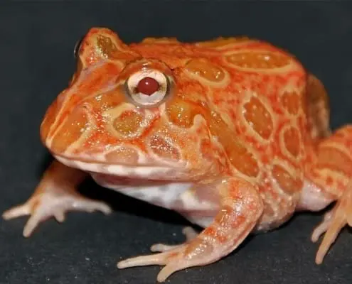 strawberry pineapple pacman frog for sale