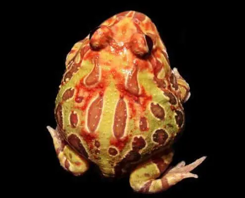 sun burst pac man frog