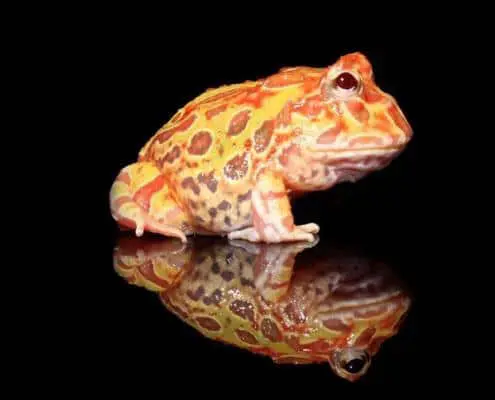 sunburst pacman frog for sale