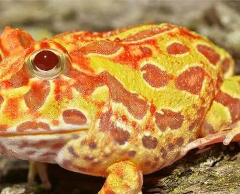 sunburst pacman frog