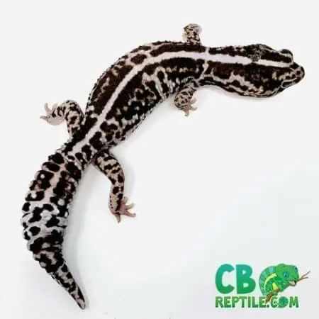 stripe whiteout fat tail gecko