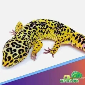 bold-super-giant-leopard-gecko-1 giant leopard gecko morphs
