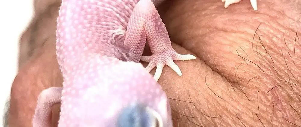 diablo-blanco-leopard-gecko-db1-2 diablo blanco leopard gecko