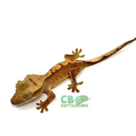 crested geckos for sale
