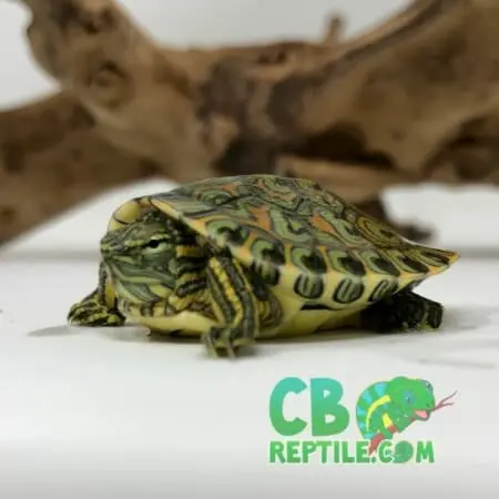 Peacock Slider turtle for sale