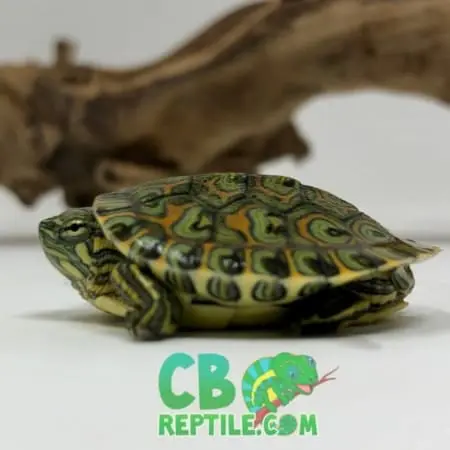 Peacock Slider turtle For sale