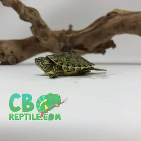 Peacock Slider turtle