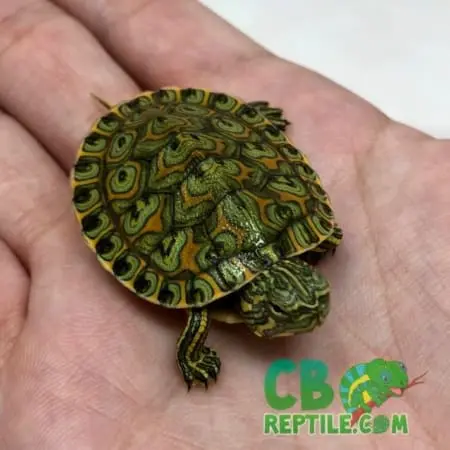 baby Peacock Slider turtle for sale