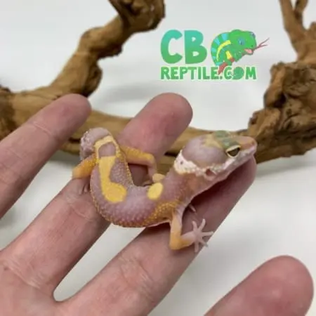 baby Aptor Leopard Gecko