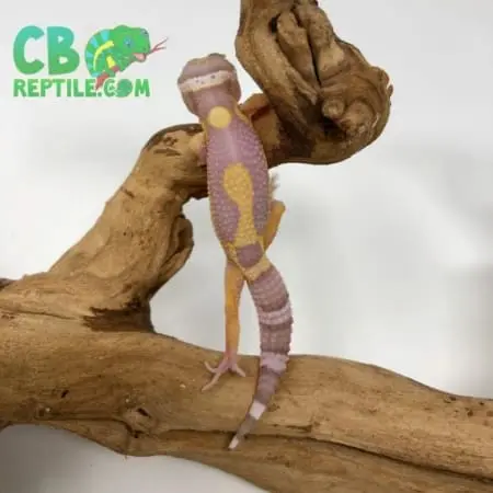 Aptor Leopard Gecko