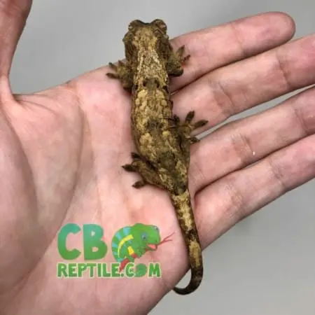 baby chahoua gecko
