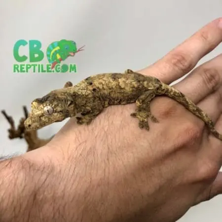 chahoua gecko