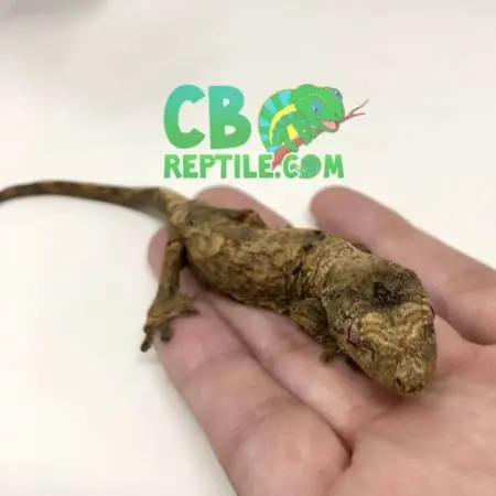 chahoua gecko for sale