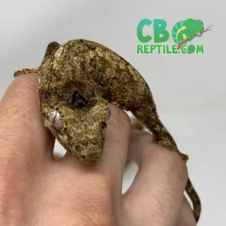 chahoua gecko for sale