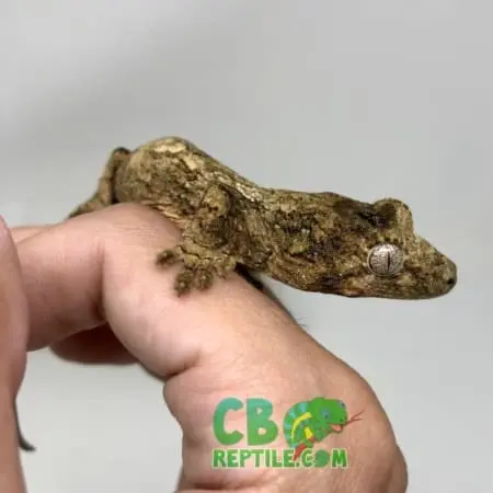 chahoua gecko for sale