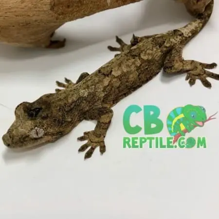 chahoua gecko