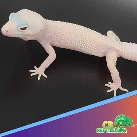 blazing blizzard leopard gecko