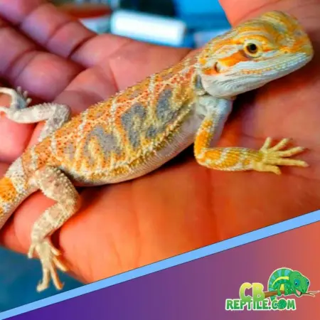 Hypo Trans bearded dragon for sale