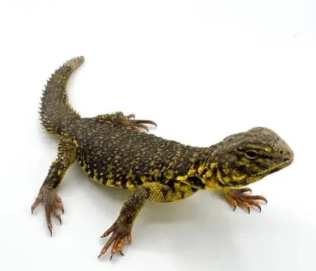 Yellow niger uromastyx