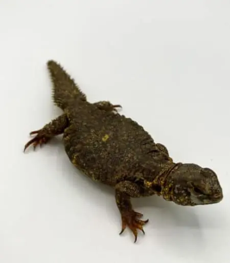 Yellow uromastyx