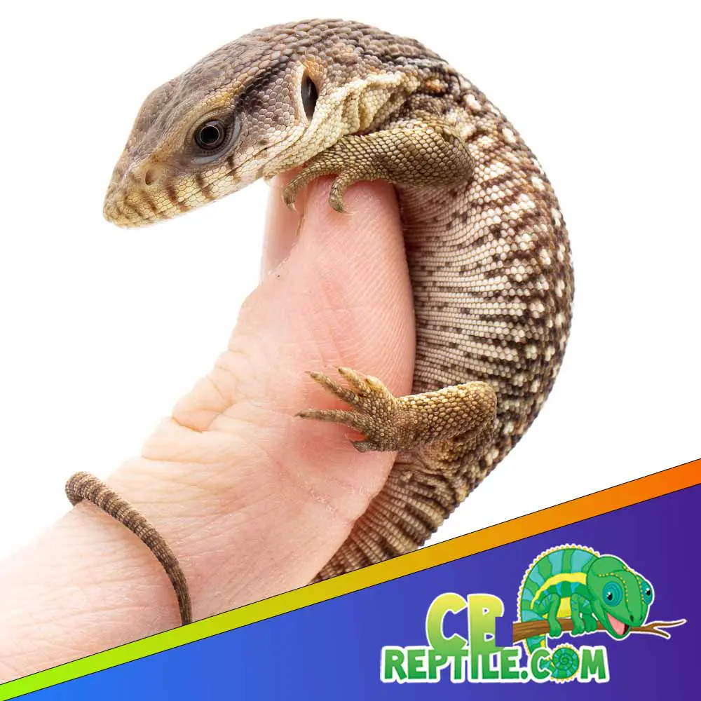 baby Savannah monitor lizard for sale | captive bred pet monitor