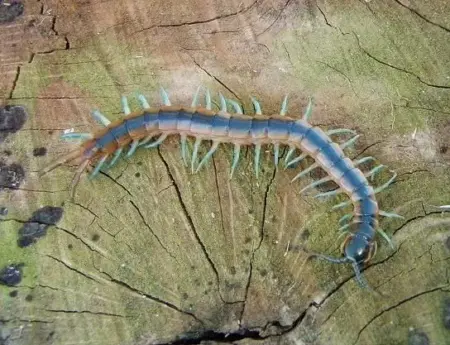 Florida blue centipede for sale