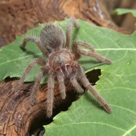 Mexican rose grey tarantula for sale