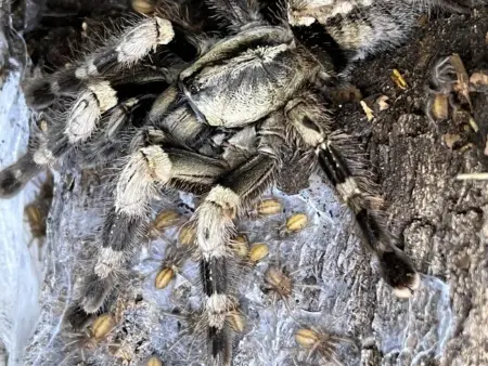 bengal 4 spotted ornamental tarantul