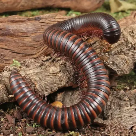 Giant African millipede for sale