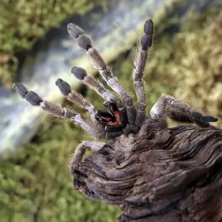 ornamental baboon tarantula