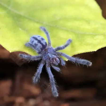 Puerto Rican Pink toe tarantula for sale