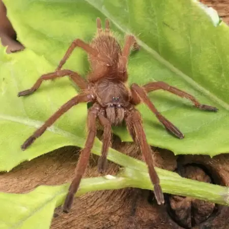 orange tarantula for sale