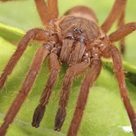 Uthai Thai orange tarantula for sale