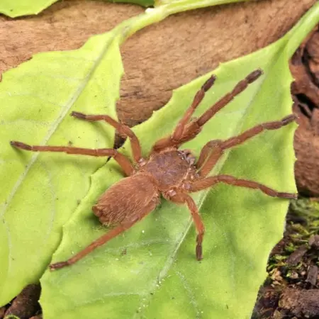Uthai Thai orange tarantula