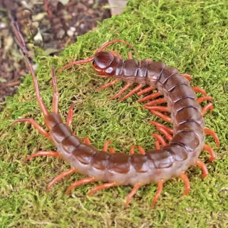 Orange leg centipede for sale