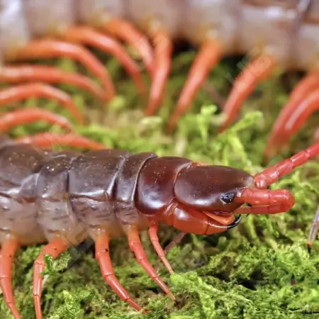 Vietnamese orange leg centipede for sale
