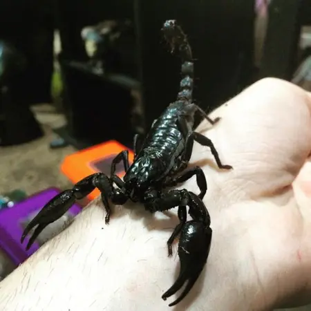 Asian Forest scorpion for sale