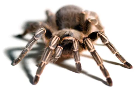 striped knee tarantula